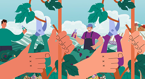 terra-vitis-valeurs-cecilereverdy-illustration-motion-animation-viticulture-certification